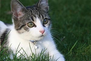 人工芝と猫